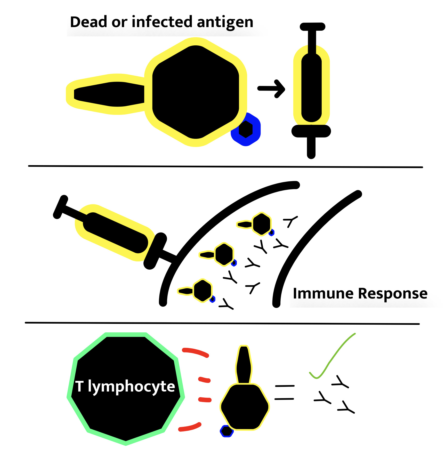 Dead or infected antigen