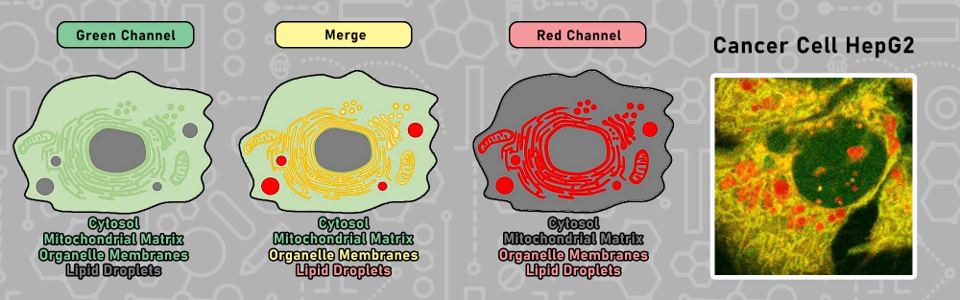 Funakoshi's LipiDye-M: Multi-colour Lipid Metabolism Tracer