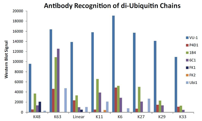 Antibody Recognition of di-Ubiquitin Chains
