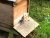 Bee Blog February 2020
