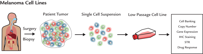 Melanoma cell lines