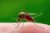 Malaria Antibodies