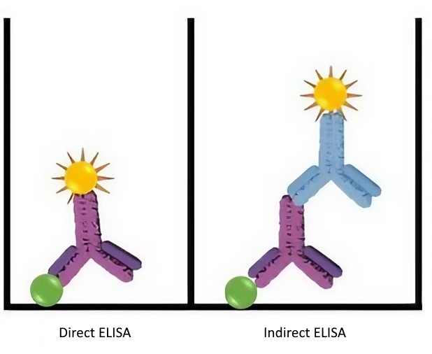 Direct and Indirect ELISA Image