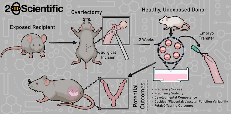 In Vitro Fertilisation Diagram