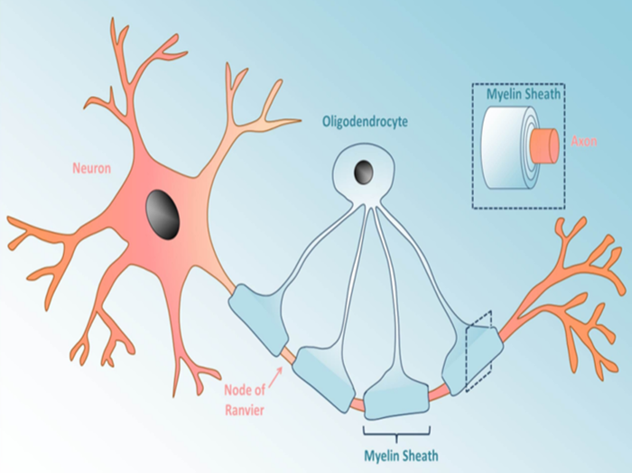 Oligodendrocytes Markers