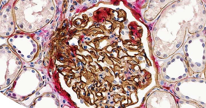 Vector Immunohistochemistry Guide