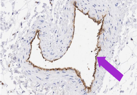 Vector IHC Autostainers