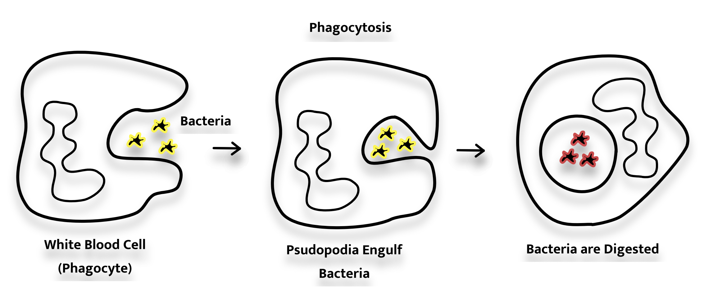 Phagocytosis