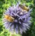 Bee Blog September 2019