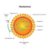 Emerging Orthohantaviruses