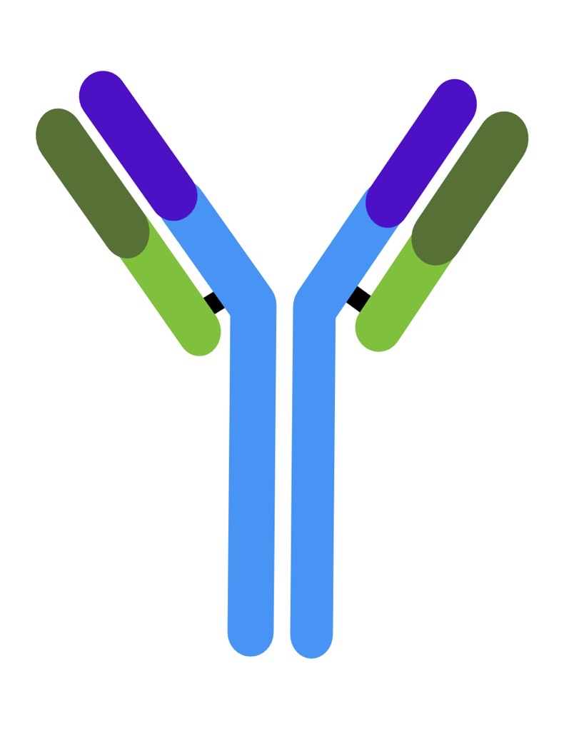 IgG Structure