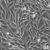 HS-69T-Cells