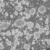 RAJI-Cells