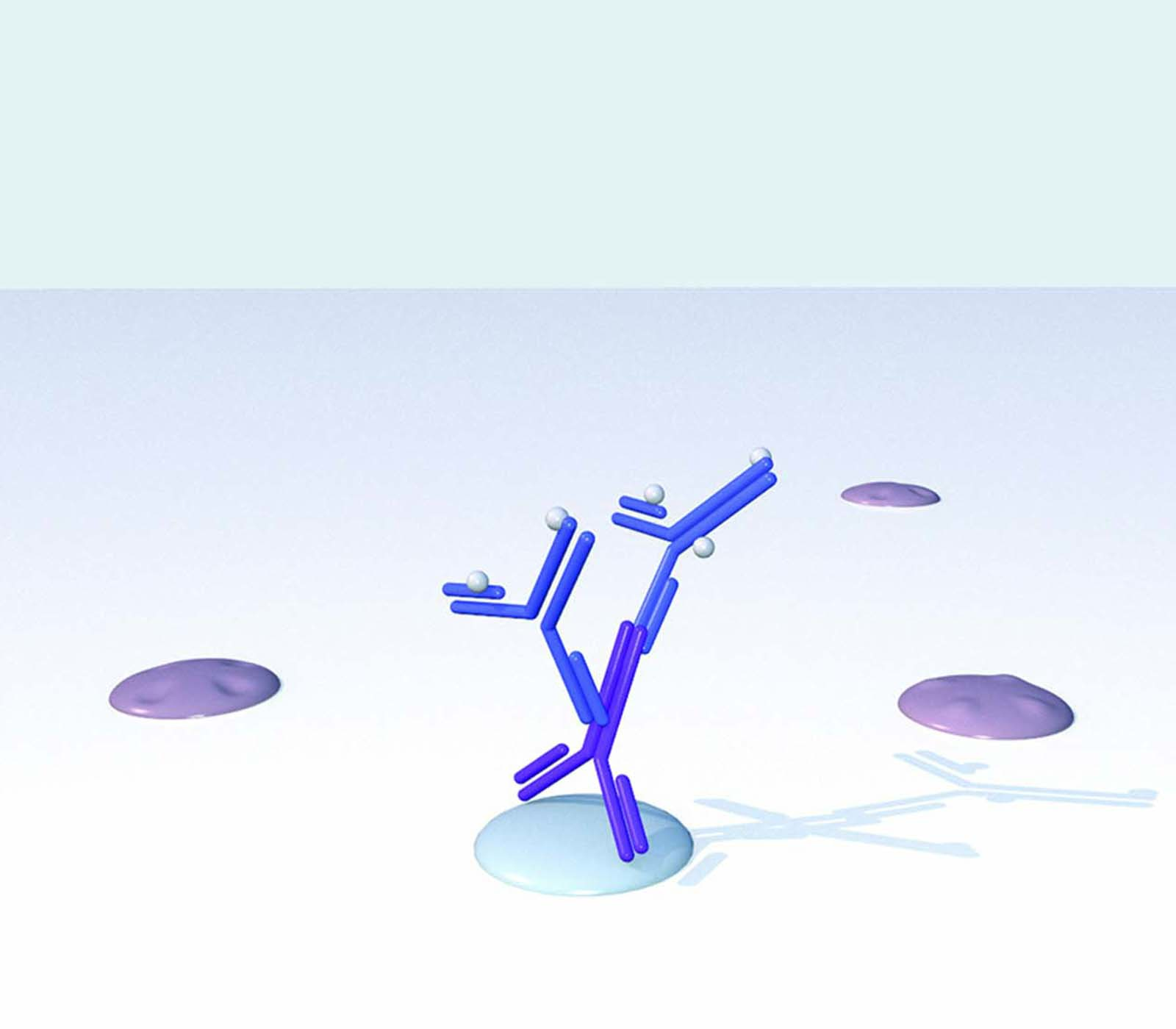 Secondary Antibody IHC stage