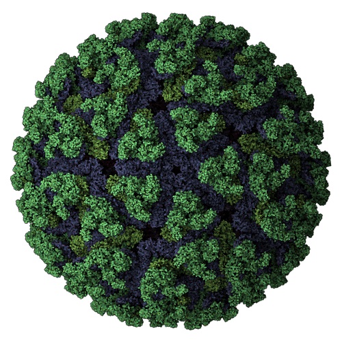 Chikungunya antigens