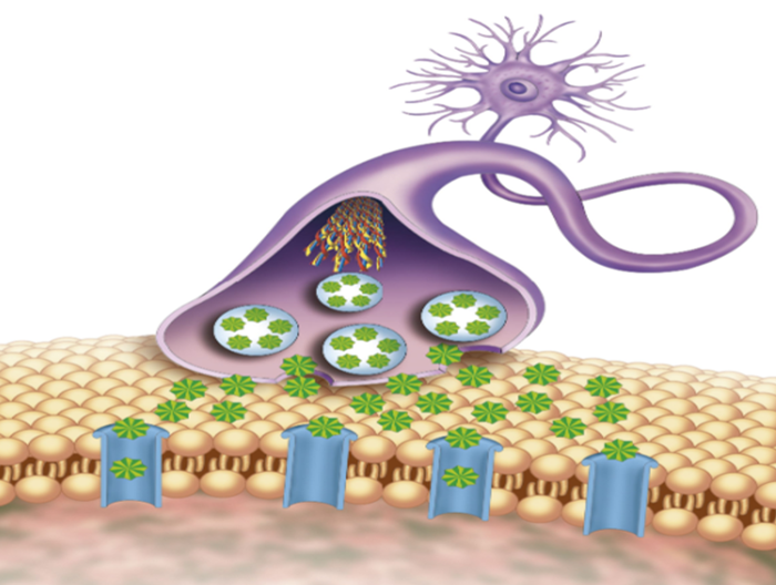 Presynaptic Markers