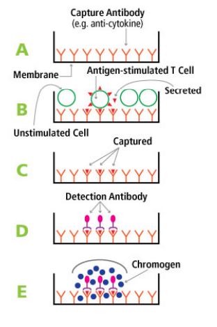 ELISPOT Diagram