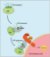 Cell-Sciences-3