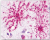 PathPlus™ Neuro GALR3 Antibody LS-A205