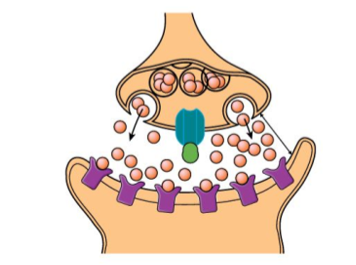 Postsynaptic Markers