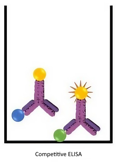 Competitive ELISA Image