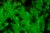 Green Fluorescent Protein