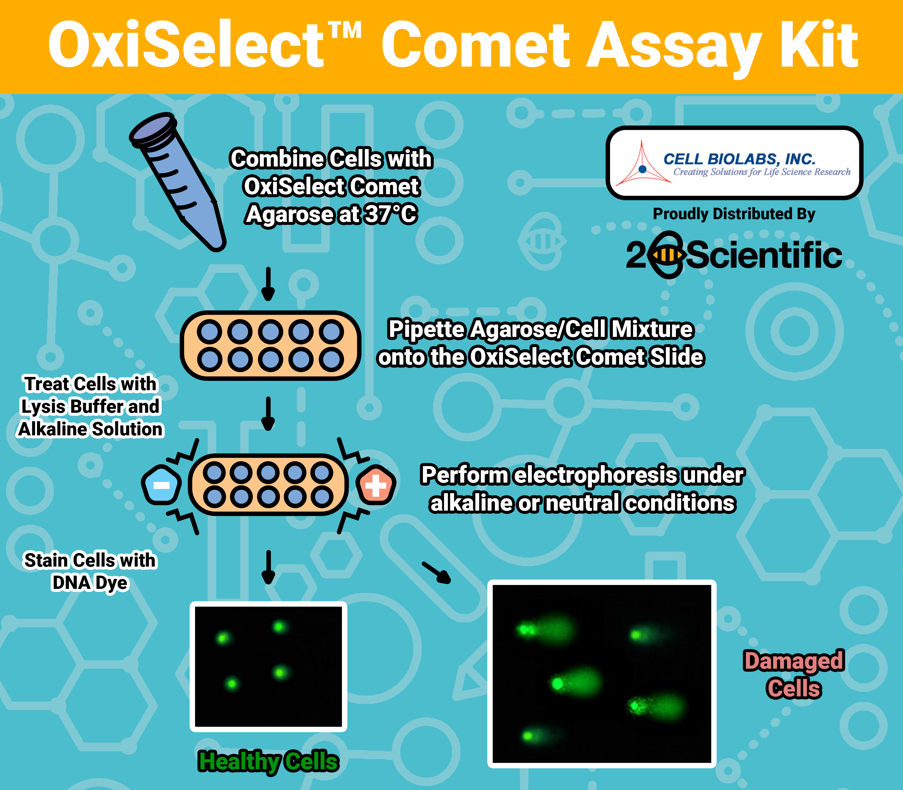 Cell Biologics OxiSelect
