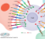  T Cell Immune Checkpoints