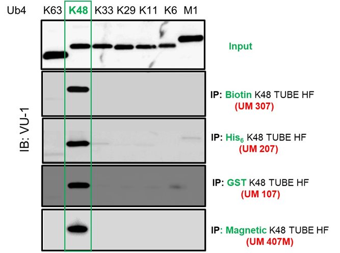 Poly-ubiquitin chain selective tubes
