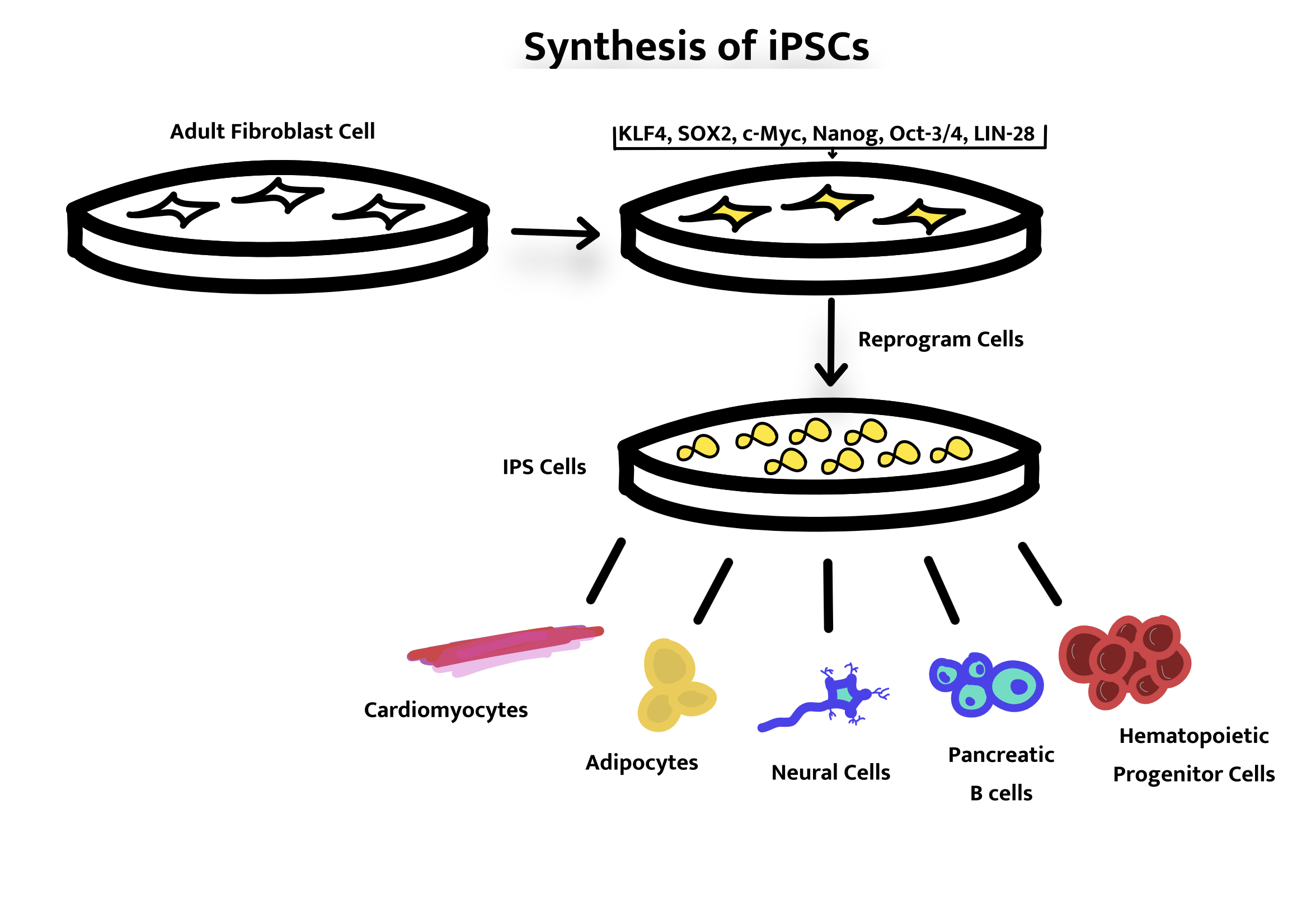 Synthesis of iPSCs