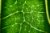 Close-up-of-leaf