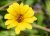 Bee Blog May 2018