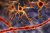 Glial Markers