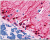PathPlus™ Neuro ADGRG7 Antibody LS-A8008