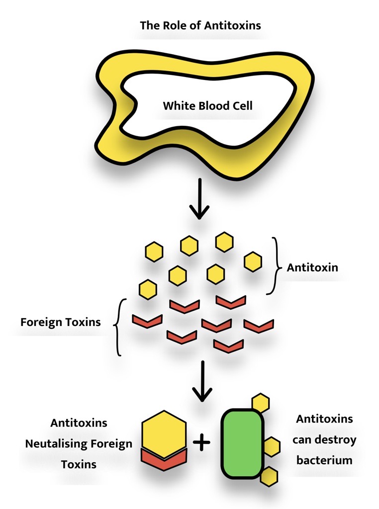 Role of Antitoxins