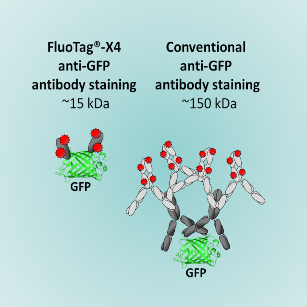 Fluotags by Synaptic Systems