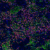 Immune-Checkpoint-PathPlex®-Panel-(CD3E-CD8-alpha-PD-L1)-min