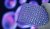 RayBiotech-image-blank