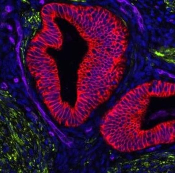Immunofluorescence Technical Content from Vector Labs