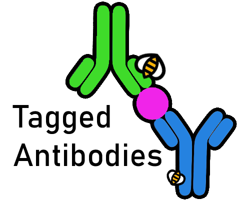 Tagged Antibodies