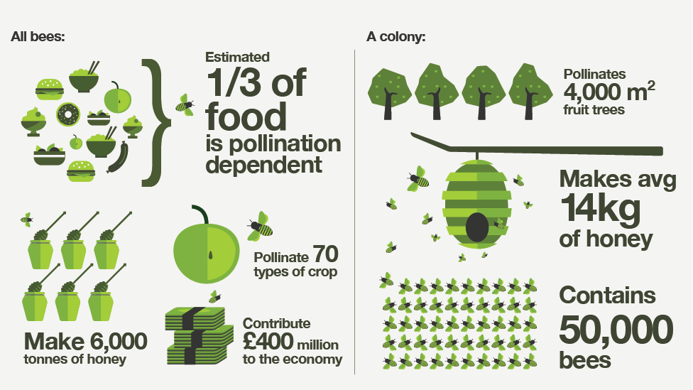 Bees infographic