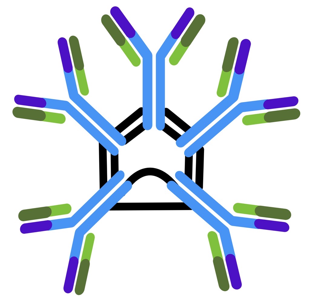 IgM Structure