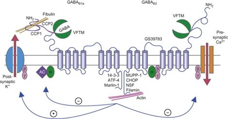 Metabolic receptors