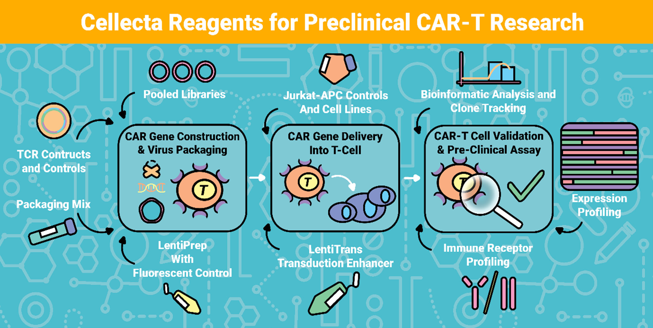 Cellecta Reagents for Preclinical CAR-T Research