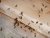 Bee Blog May 2019