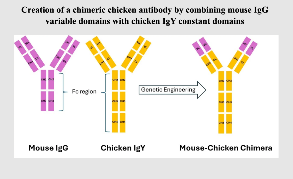 Antibodies Inc Chimeric
