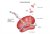 In Vitro Transcription & Translation kits (IVTT)