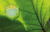 Agrisera marker antibodies