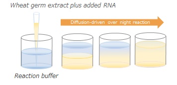 Wheat Germ extract