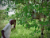 Harvesting Honey in the Afram Plains